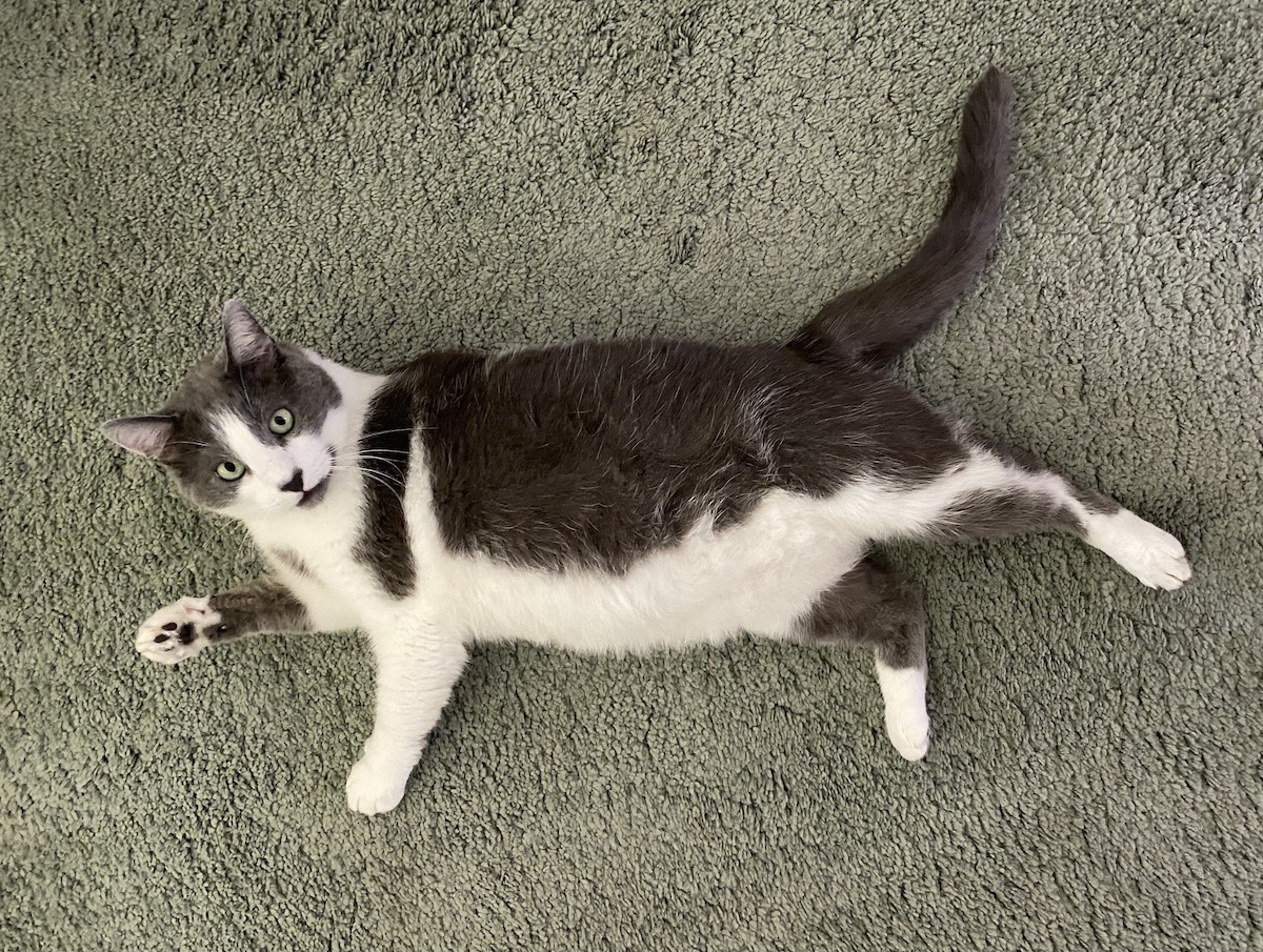 the gray cat in question